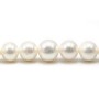 Perle d'eau douce blanche, de forme ronde, et de taille 13-15mm x 40cm