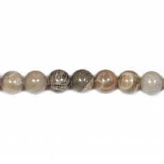 Corail fossilisé rond 10mm x 6pcs