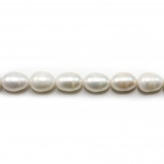 White freshwater pearl  oval 11-12x14-16mm x 40cm