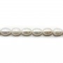 White freshwater pearl  oval 11-12x14-16mm x 40cm