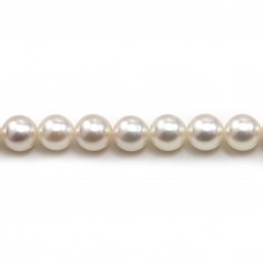 White japonais  AKOYA pearl  culture round 7-7.5mm x 40cm