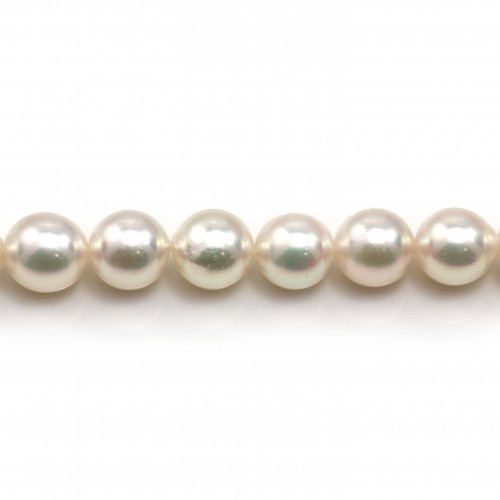 White japonais  AKOYA pearl  culture round 7-8mm x 40cm
