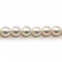 White japonais  AKOYA pearl  culture round 7-8mm x 40cm
