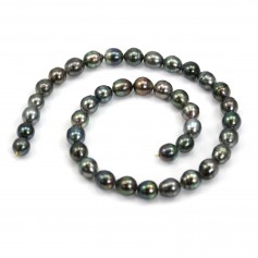 Perles de culture de Tahiti, de forme semi-rondes, composé de perles de 8 à 10 mm x 40cm