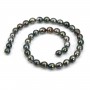 Perles de culture de Tahiti, de forme semi-rondes, composé de perles de 8 à 10 mm x 40cm