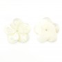 Nacre blanche en forme de fleur à 5 pétales 15mm x 1pc