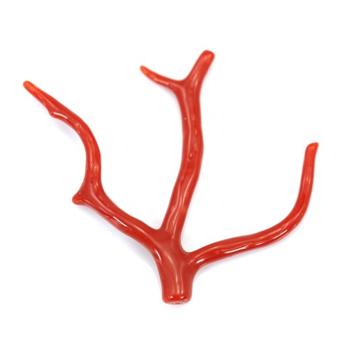 Corail rouge Naturel Branche 30-50mm x 1pc