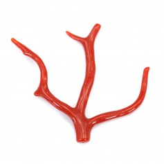 Corail rouge Naturel Branche 20-30mm x 1pc