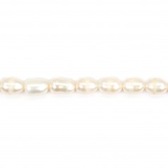 Perle de culture d'eau douce, blanche, olive, 5-6mm x 37cm