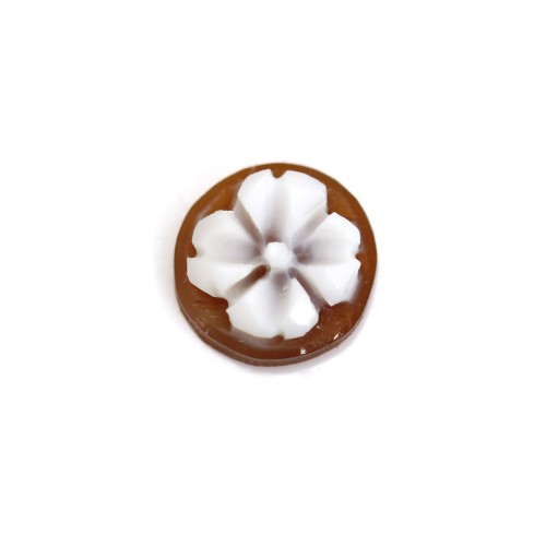 Cabochon Cameo Concha sardoine flor redonda 10mm x 1pc
