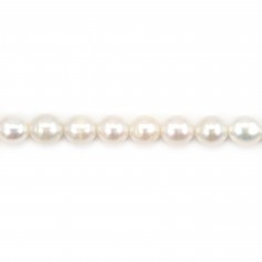 Perla de agua dulce, blanca, oliva, 4.5-5mm x 36cm