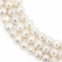 Freshwater cultured pearl, white, semi-round, 7-7.5mm x 39cm