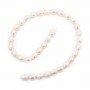 Perles d'eau douce blanches ovale 7x9-8x10mm x 40cm