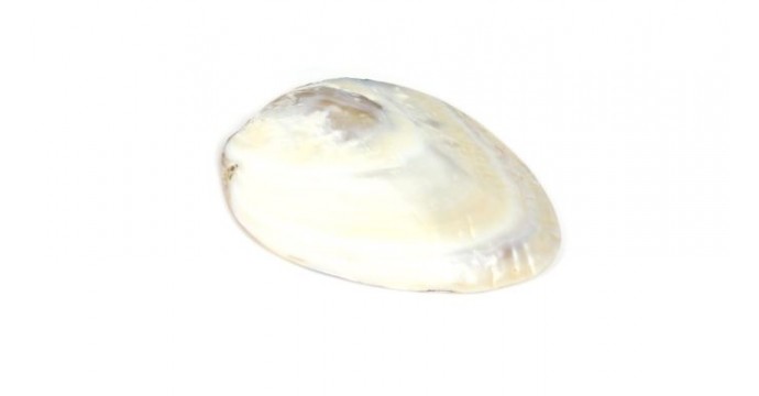 Nacres du monde: A complete guide to mother-of-pearl varieties and their properties